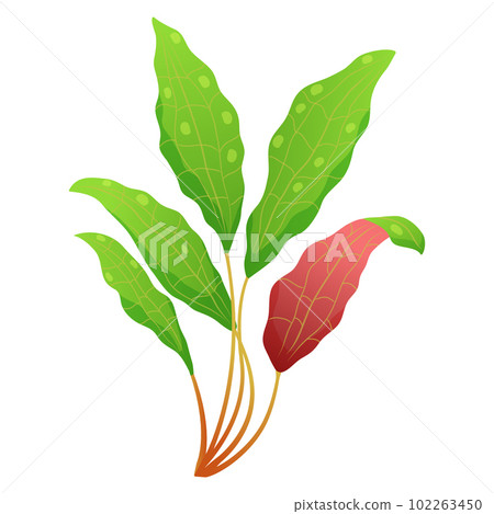 Sprig of algae with red green leaves. Aquarium plants vector illustration. underwater vegetation Sprig of algae with red green leaves. Aquarium plants vector illustration. underwater vegetation 102263450