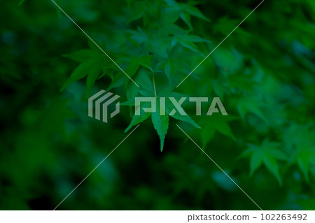 Blue maple / Japanese style image Blue maple / Japanese style image 102263492