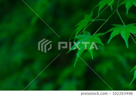Blue maple / Japanese style image Blue maple / Japanese style image 102263496