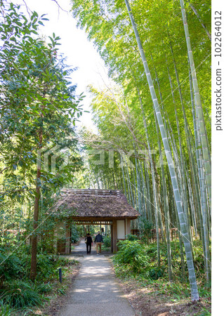 竹林和茅草屋頂 竹林和茅草屋頂 102264012