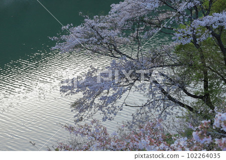 熊川市房砂壩湖畔夕陽下的櫻花 102264035
