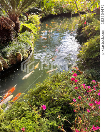 Garden with a pond with koi fish 102264472