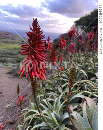 Agave attenuata near Ocean on Madeira Island, Agave attenuata near Ocean on Madeira Island, 102264483
