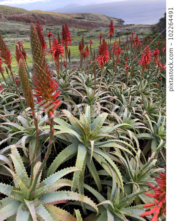 Agave attenuata near Ocean on Madeira Island, Agave attenuata near Ocean on Madeira Island, 102264491