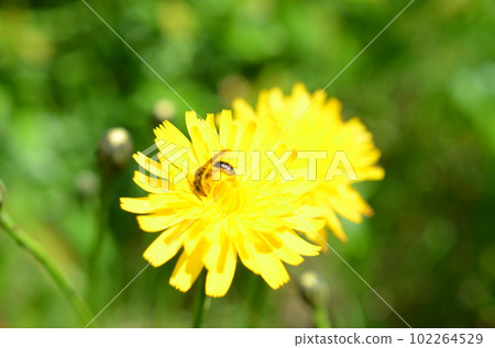 Yellow flowers and insects 102264529