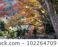 Kyoto, Arashiyama in autumn, sunlight and autumn leaves 102264709