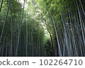 Kyoto bamboo grove in autumn 102264710