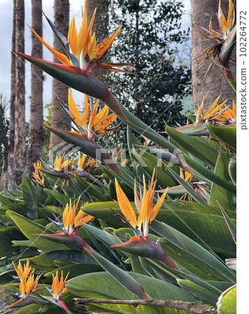 Birds of paradise flowers in the garden 102264772