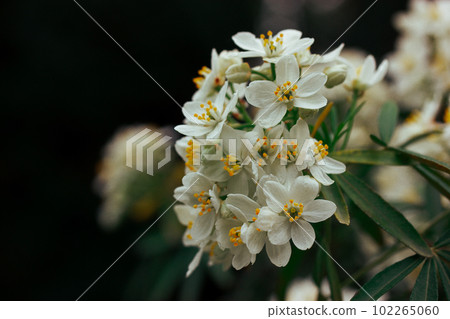 Aromatic white flowers. Mexican Orange (Choisya ternata) on green blossoming bush, tree in spring or summer garden. Growing plants and flowers care. Horticulture hobby. Floral wallpaper. Macro nature. Aromatic white flowers. Mexican Orange (Choisya ternata) on green blossoming bush, tree in spring or summer garden. Growing plants and flowers care. Horticulture hobby. Floral wallpaper. Macro nature. 102265060