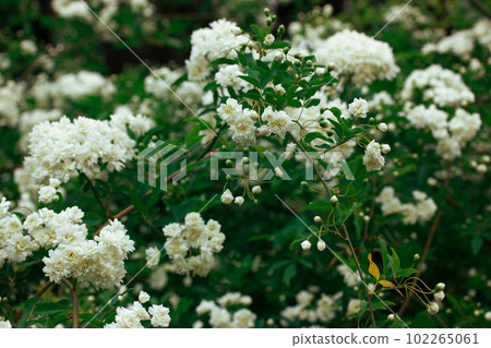 White miniature roses, fresh fragrant buds on a flowering shrub in a botanical spring garden, park in summer. Beautiful floral greeting card. Roses on a twig, branch on green natural background. White miniature roses, fresh fragrant buds on a flowering shrub in a botanical spring garden, park in summer. Beautiful floral greeting card. Roses on a twig, branch on green natural background. 102265061