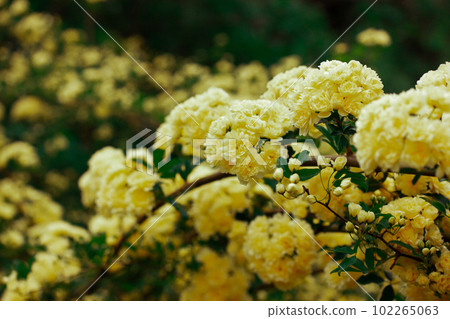 Yellow miniature roses, fresh fragrant buds on a flowering shrub in a botanical spring garden, park in summer. Beautiful floral greeting card. Roses on a twig, branch on green natural background. Yellow miniature roses, fresh fragrant buds on a flowering shrub in a botanical spring garden, park in summer. Beautiful floral greeting card. Roses on a twig, branch on green natural background. 102265063