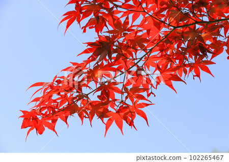 野村紅葉秋葉(野村楓) 野村紅葉秋葉(野村楓) 102265467