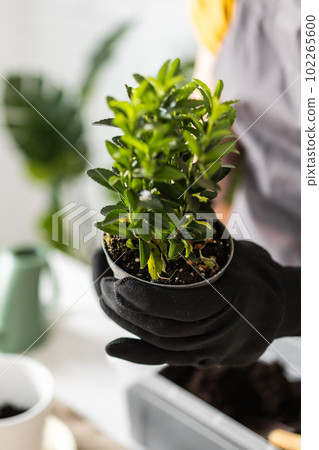 Close-up spring houseplant care, repotting houseplants. Waking up indoor plants for spring copy space. Female is transplanting plant into new pot at home. Gardener transplant green plant Close-up spring houseplant care, repotting houseplants. Waking up indoor plants for spring copy space. Female is transplanting plant into new pot at home. Gardener transplant green plant 102265600