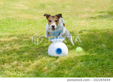 Dog playing with robot ball launcher. Funny dog chasing ball on green grass 102265644