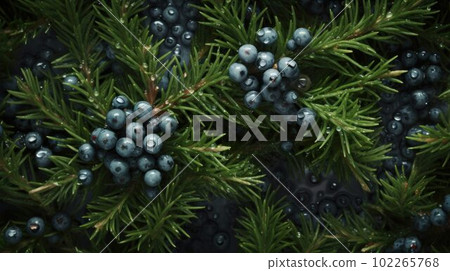 Fresh Organic Juniper Berry Photorealistic Horizontal Background. Healthy Vegetarian Diet. Ai Generated Hyperrealistic Background with Delicious Juicy Juniper Berry. Fresh Organic Juniper Berry Photorealistic Horizontal Background. Healthy Vegetarian Diet. Ai Generated Hyperrealistic Background with Delicious Juicy Juniper Berry. 102265768