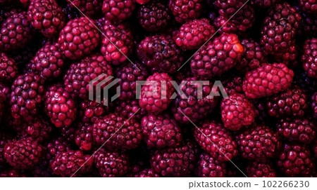 Fresh Organic Boysenberry Berry Photorealistic Horizontal Background. Healthy Vegetarian Diet. Ai Generated Hyperrealistic Background with Delicious Juicy Boysenberry Berry. Fresh Organic Boysenberry Berry Photorealistic Horizontal Background. Healthy Vegetarian Diet. Ai Generated Hyperrealistic Background with Delicious Juicy Boysenberry Berry. 102266230
