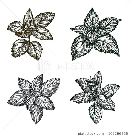 Illustrative image of mint. Mentha is a genus of plants in the family Lamiaceae (mint family) 102266266