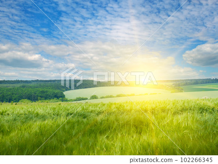 Green wheat field and bright sunrise. Green wheat field and bright sunrise. 102266345
