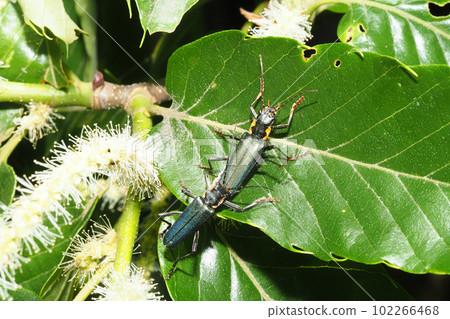 Blue-eyed squirrel perching on a chestnut leaf (pair) 102266468