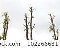 Urban beautification. Plant pruning. Trunks of tall trees with little foliage against the sky 102266631