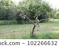 Pruning an apple tree in a city garden  102266632