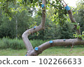 Pruning an apple tree in a city garden  102266633