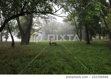 Foggy autumn forest, path in the woodland  102266666