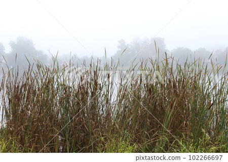 bank the river in the fog bank the river in the fog 102266697