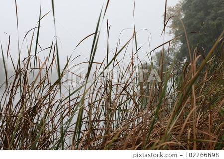 bank the river in the fog 102266698