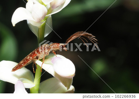 Bearded Snail (Male) Bearded Snail (Male) 102266936