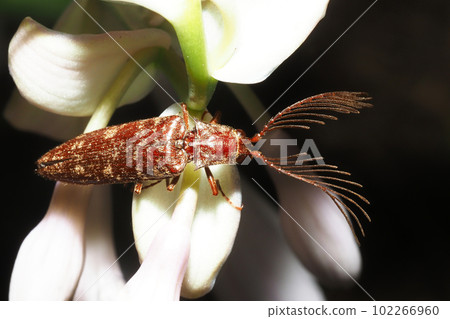 Bearded Snail (Male) Bearded Snail (Male) 102266960
