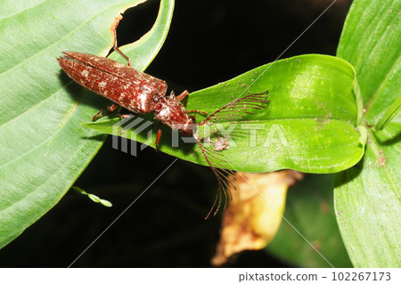 Bearded Snail (Male) Bearded Snail (Male) 102267173