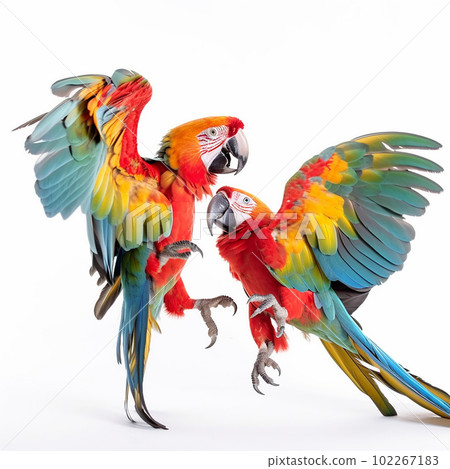 Two parrots fight each other on a white background close-up, duel of two colorful birds Two parrots fight each other on a white background close-up, duel of two colorful birds 102267183