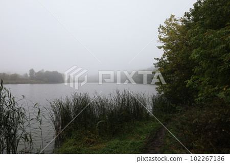 River bank in the forest, foggy morning, reeds 102267186