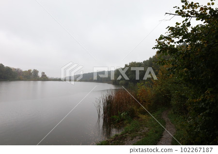 River bank in the forest, foggy morning, reeds 102267187