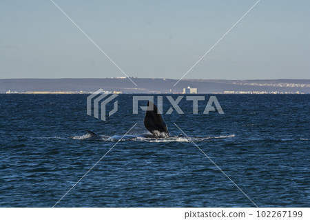 Southern right whale,jumping behavior,  102267199
