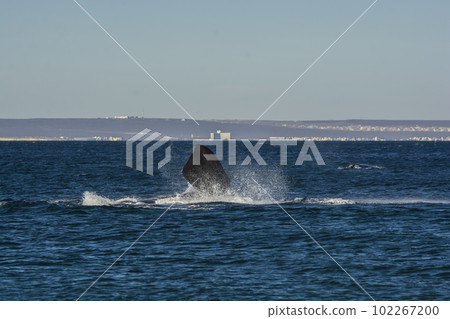 Southern right whale,jumping behavior,  102267200