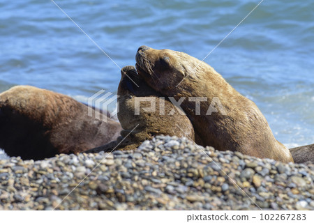 Male Sea Lion , Patagonia, Argentina Male Sea Lion , Patagonia, Argentina 102267283
