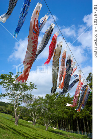 A ranch with carp streamers, Chiba Prefecture Rakuno no Sato, Minamiboso City 102267381