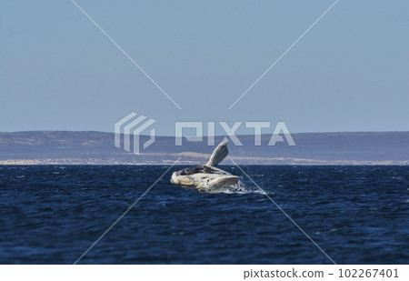 Southern right whale,jumping behavior,  Argentina 102267401