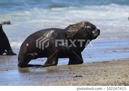 Male Sea Lion , Patagonia, Argentina 102267423