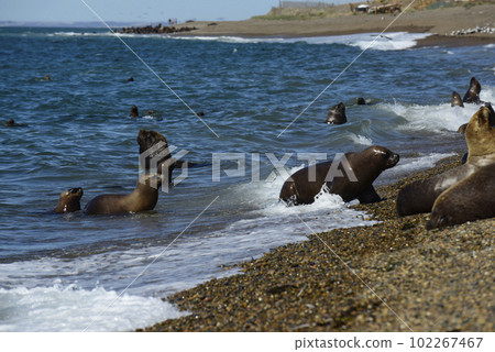 Male Sea Lion , in the coastal colony,Patagonia, Argentina. Male Sea Lion , in the coastal colony,Patagonia, Argentina. 102267467