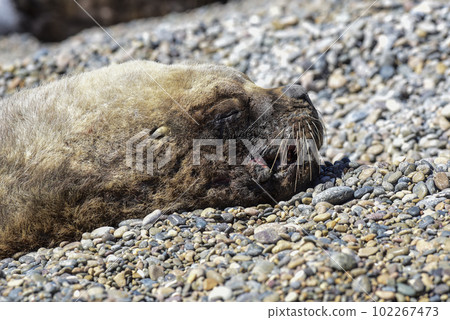 Male Sea Lion , in the coastal colony,Patagonia, Argentina. 102267473