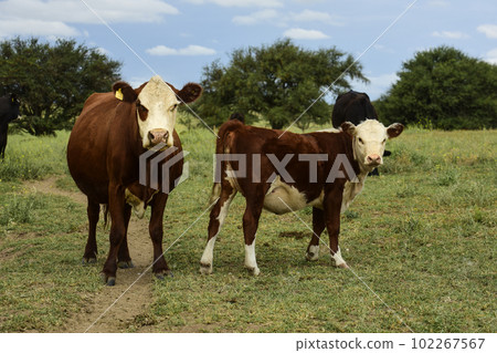 Cow with calf in Pampas Countryside, La Pampa, Argentina. 102267567