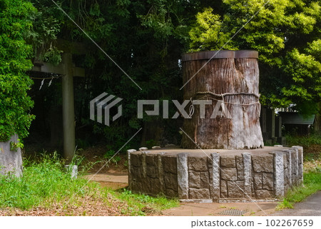 Nagareyama City, Chiba Prefecture Katori Shrine May 2023 102267659