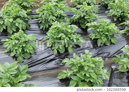 Multi-cultivation of potatoes [Late April] 102268590