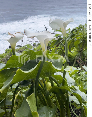 Cala flowers on the background of the ocean 102268591