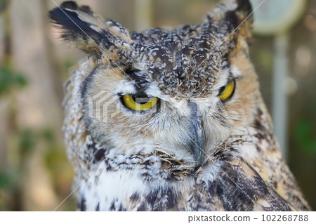 美國WASHIMIMIZUKU 102268788