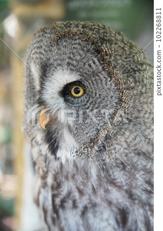 Colorful owl Colorful owl 102268811