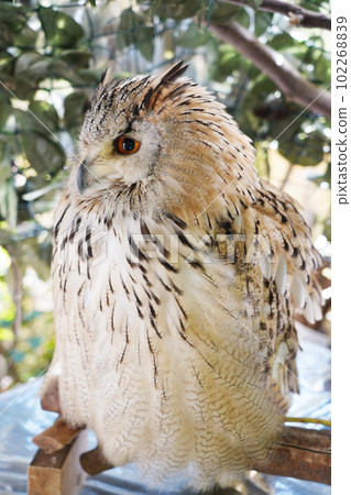 Siberian eagles Siberian eagles 102268839